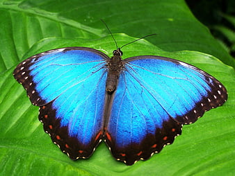 Vibrant Blue Morpho Butterfly on Green Tropical Leaf