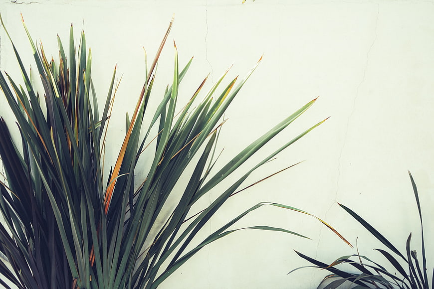 Green leafy plant against white wall background