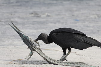 Black vulture scavenging on sandy beach with driftwood