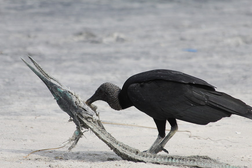 Black vulture scavenging on sandy beach with driftwood