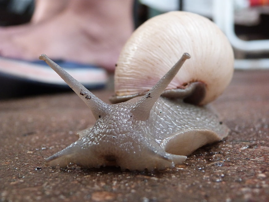 Close-up of a white snail crawling on wet pavement