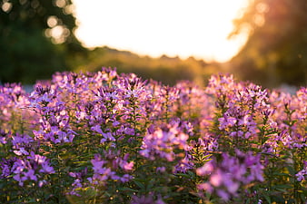Purple wildflowers in a field at golden hour sunset