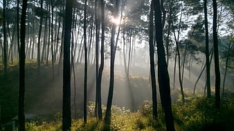 Sunbeams through misty pine forest in morning light