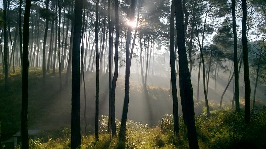 Sunbeams through misty pine forest in morning light