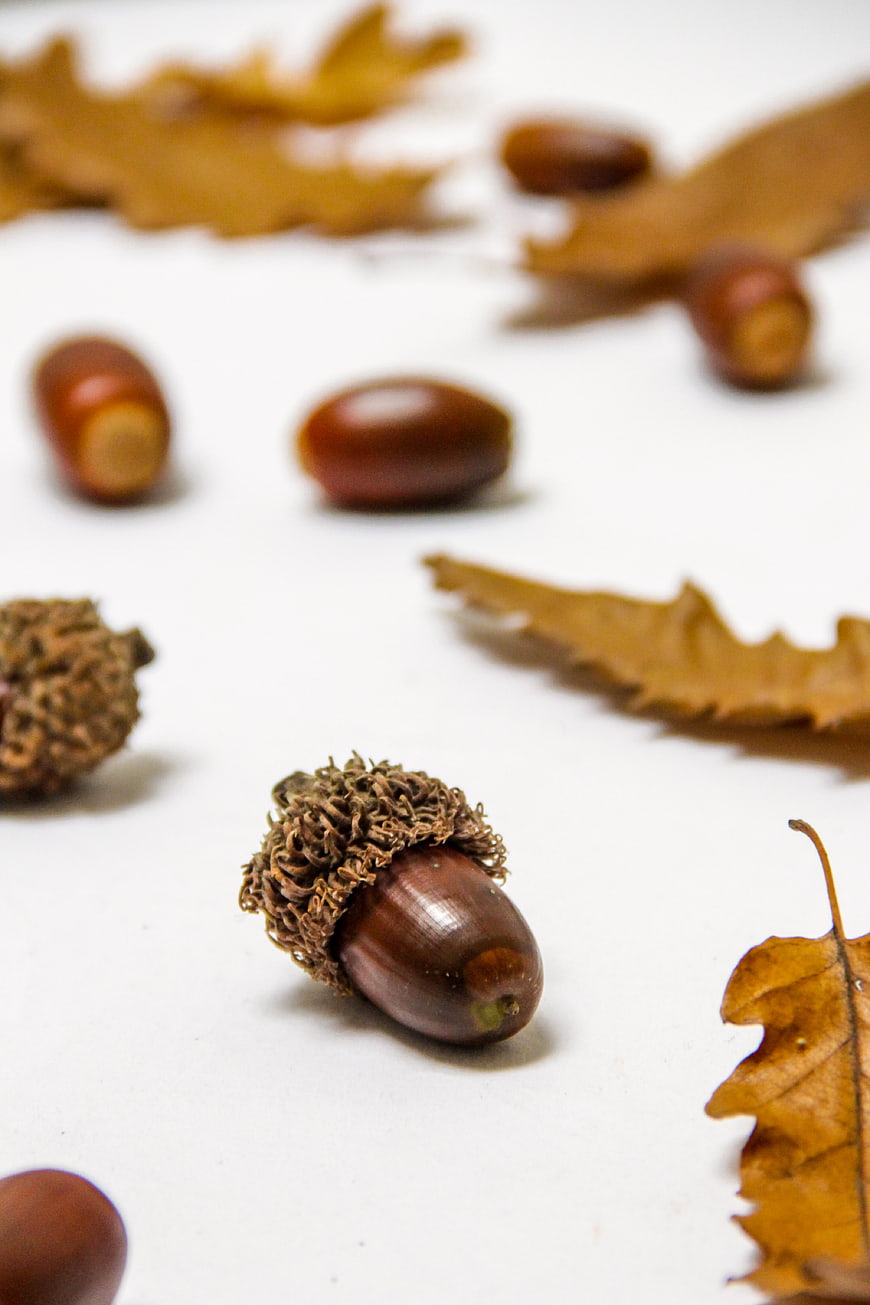 Close-up of brown acorns and oak leaves on white background