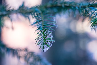 Frosty Pine Branch Close-Up with Bokeh Background