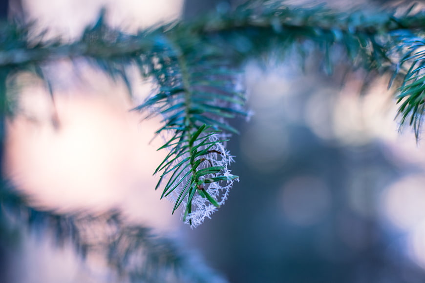 Frosty Pine Branch Close-Up with Bokeh Background