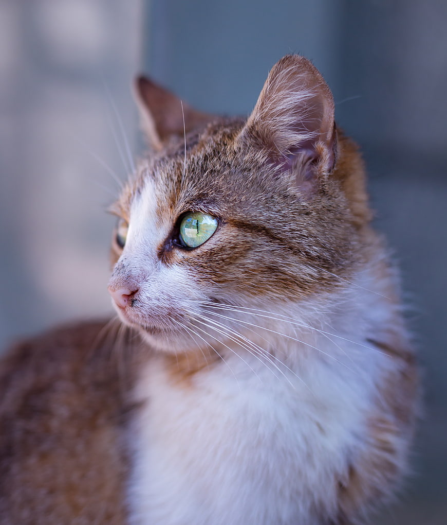 Close-up portrait of a brown and white cat with green eyes