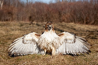 Red-tailed Hawk with Spread Wings in Grassy Field