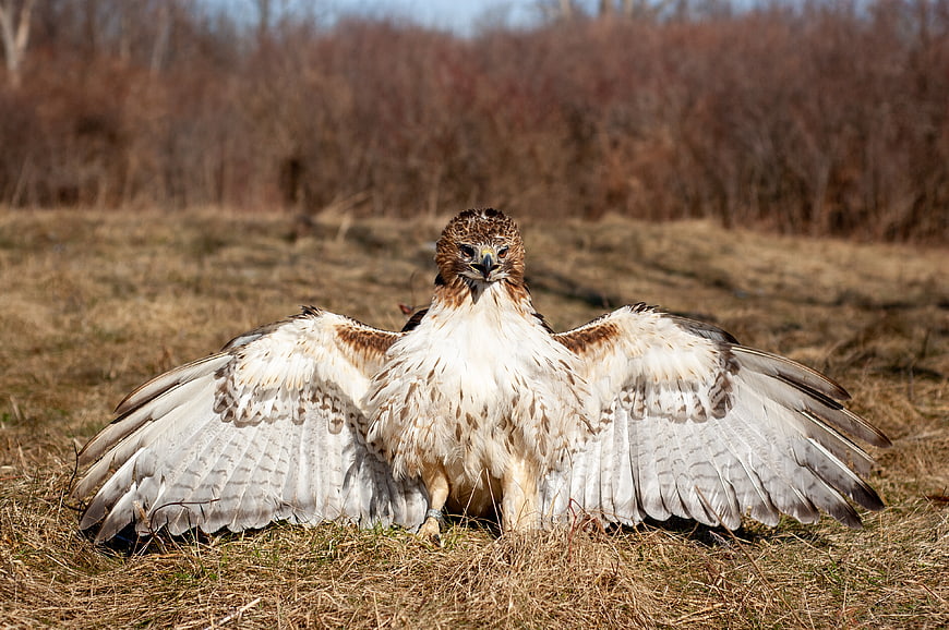 Red-tailed Hawk with Spread Wings in Grassy Field