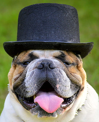 Close-up portrait of a bulldog wearing a black top hat