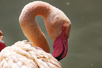 Close-up of a Pink Flamingo with Curved Neck