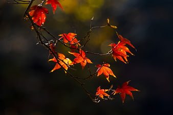 Vibrant red maple leaves on a branch in autumn sunlight