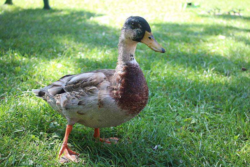 Mallard Duck Standing on Green Grass in Park
