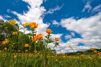 Vibrant Orange Meadow Flowers Under Blue Sky