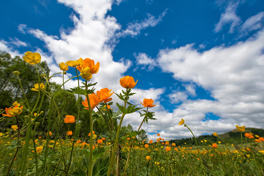 Vibrant Orange Meadow Flowers Under Blue Sky