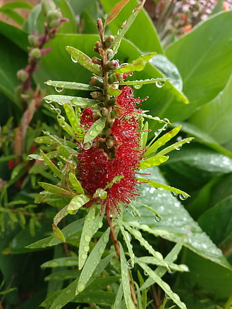 Red Bottlebrush Flower with Raindrops on Green Leaves
