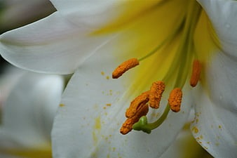 Macro Close-Up of White Lily with Yellow Stamen