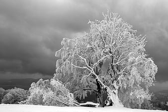 Frost-covered tree in winter landscape with dramatic dark clouds
