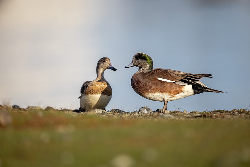 Two Teal Ducks Standing on Grassy Bank