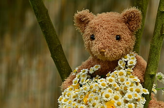 Teddy Bear Holding White Daisy Bouquet in Green Branches