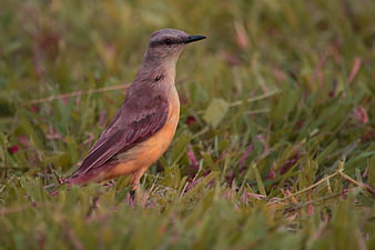 Small brown bird standing in green grass field