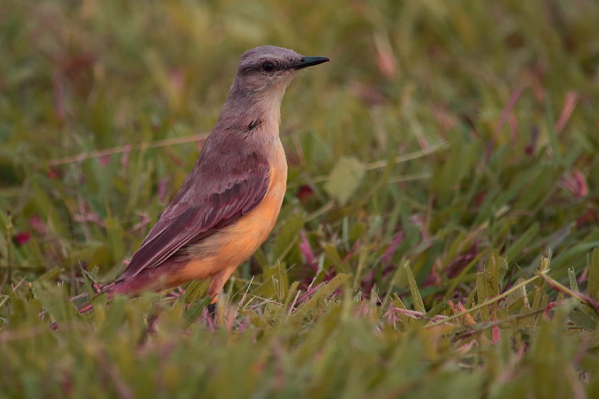 Small brown bird standing in green grass field