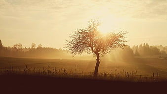 Solitary Tree Silhouette in Golden Misty Field at Sunset