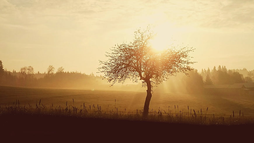 Solitary Tree Silhouette in Golden Misty Field at Sunset