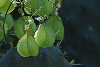 Close-up of Green Balloon Vine Fruit on Cactus