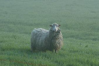 Lone sheep standing in a misty green meadow