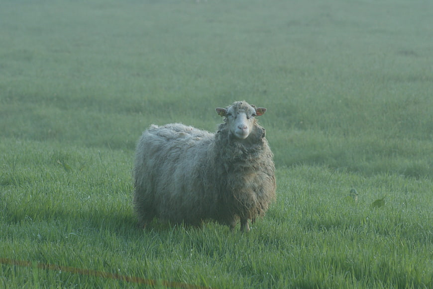 Lone sheep standing in a misty green meadow