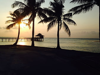Silhouette of Palm Trees and Pier at Sunset