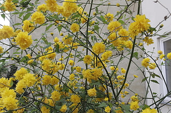 Vibrant Yellow Chrysanthemum Bush in Full Bloom