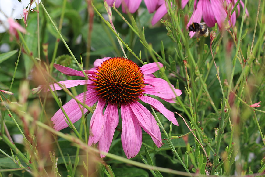 Pink Coneflower with Bumblebee in Garden