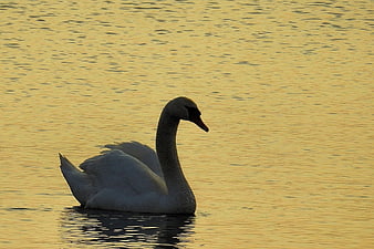 White Swan Swimming on Golden Lake at Sunset