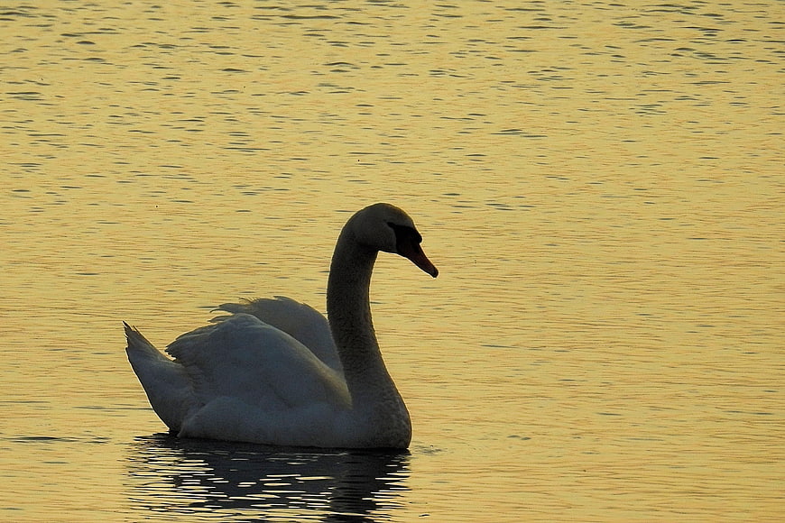 White Swan Swimming on Golden Lake at Sunset