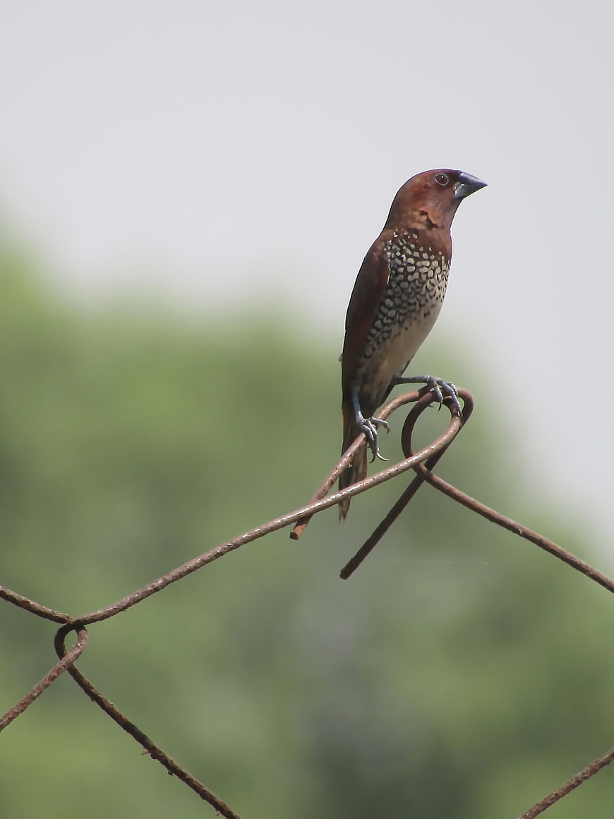 Sally Breasted Munia perched on wire fence