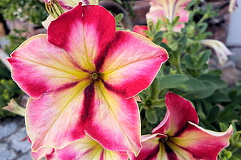Close-up of vibrant pink and yellow petunia flower
