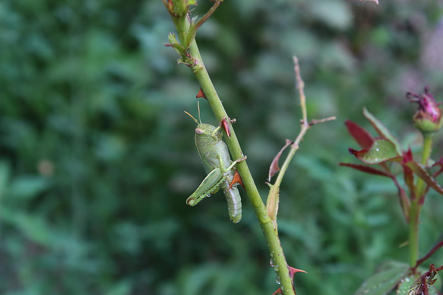 Green Grasshopper on Thorny Rose Stem
