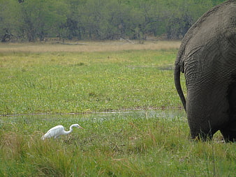 African Elephant and Egret in Grassy Wetland