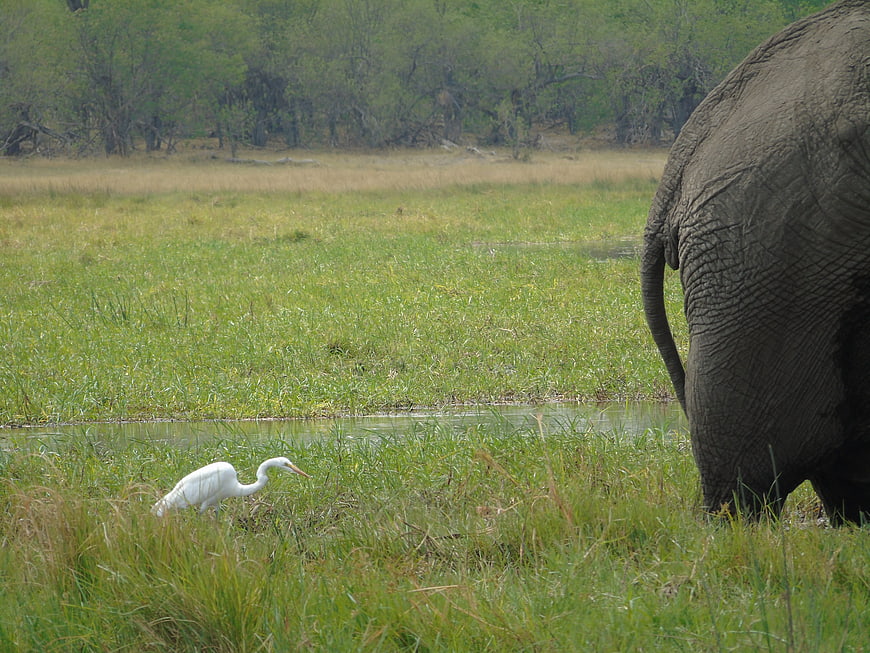 African Elephant and Egret in Grassy Wetland