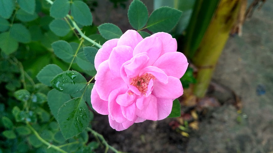Close-up of a vibrant pink rose with dew drops