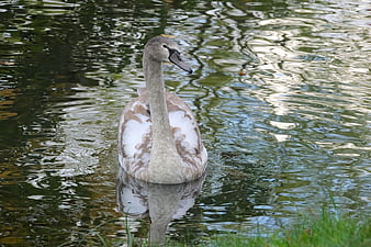 Young grey swan cygnet swimming in rippling pond water