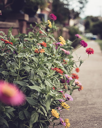 Colorful Zinnia Flowers Lining a Neighborhood Sidewalk