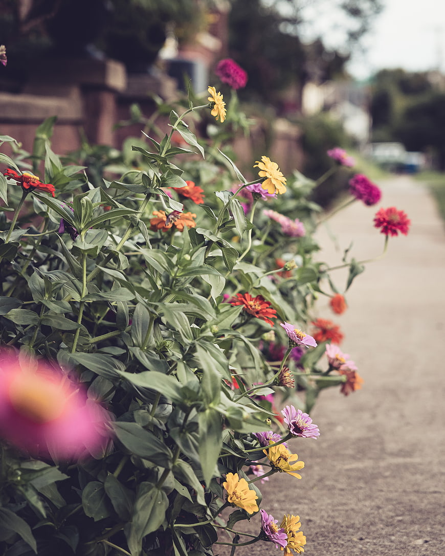 Colorful Zinnia Flowers Lining a Neighborhood Sidewalk