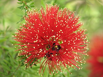 Close-up of Vibrant Red Bottlebrush Flower