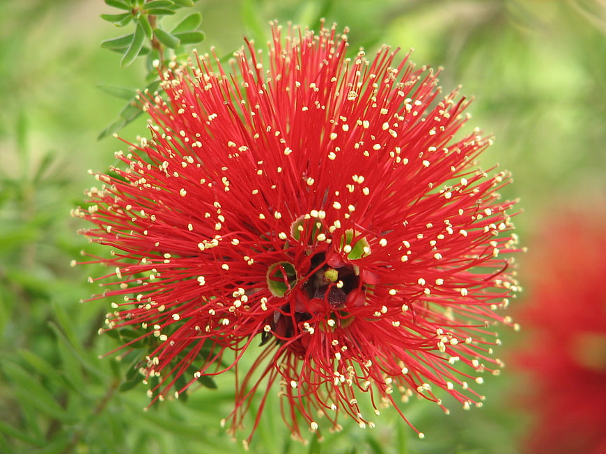 Close-up of Vibrant Red Bottlebrush Flower