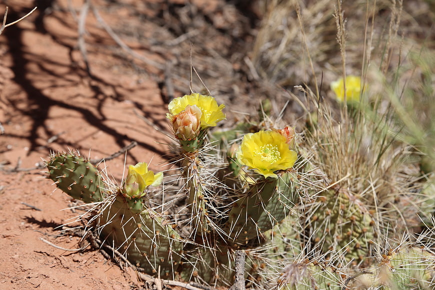 Yellow Prickly Pear Cactus Flowers in Desert