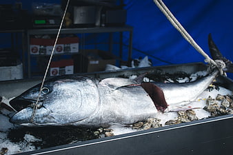 Large Bluefin Tuna on Ice at Seafood Market